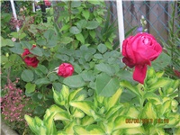 06344ebb-DEDA GUME 118.jpg